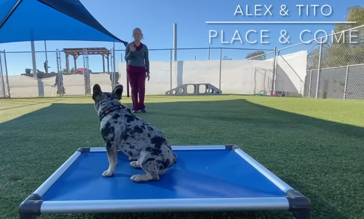 dog-obedience-training-at-the-ranch-pet-resort-and-spa-the-ranch-pet