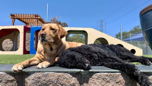 Premier Dog Boarding in LIvermore CA The Ranch Pet Resort